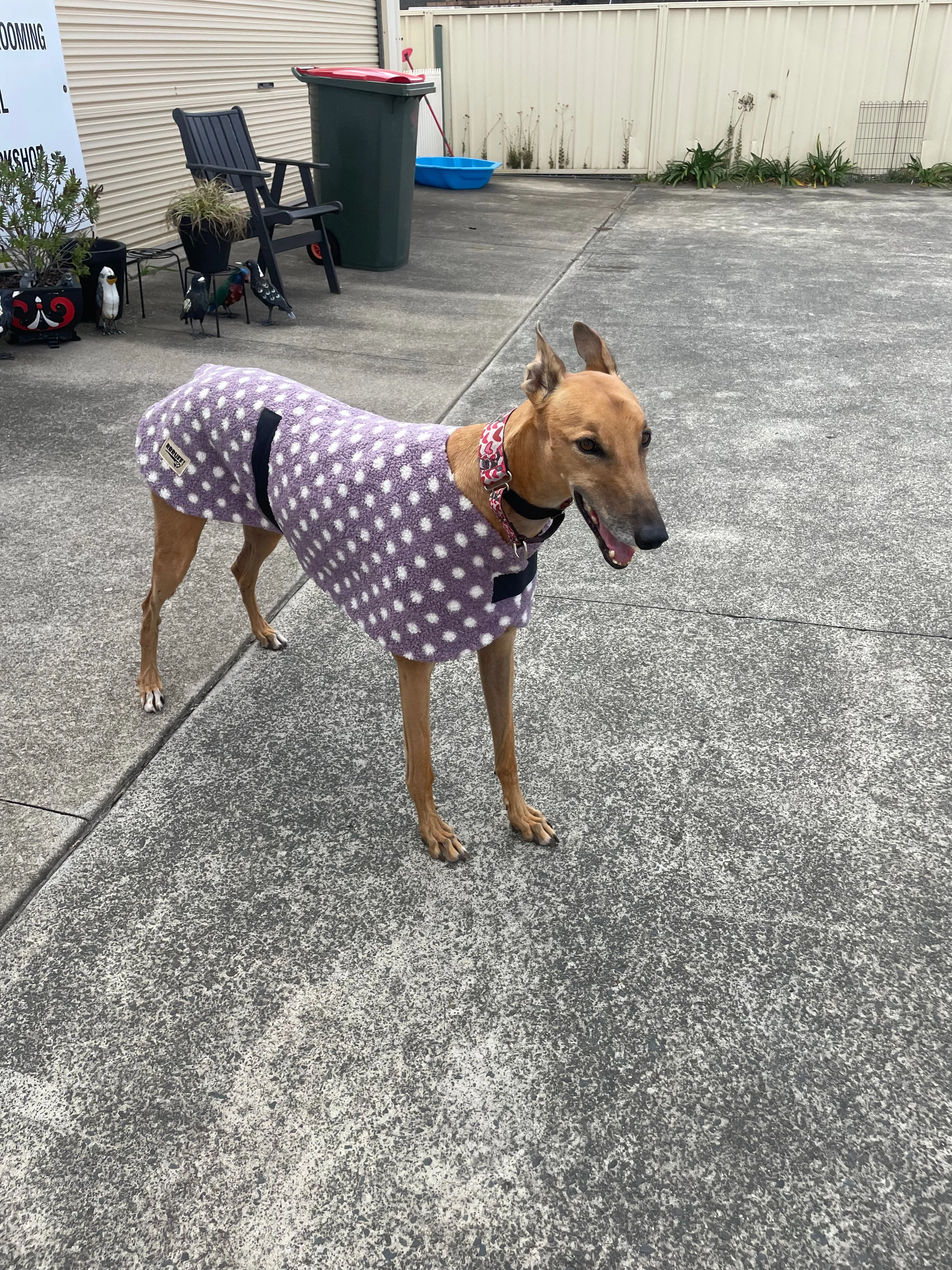 Snuggly autumn classic style Greyhound mid weight teddy fleece coat lined with fleece washable